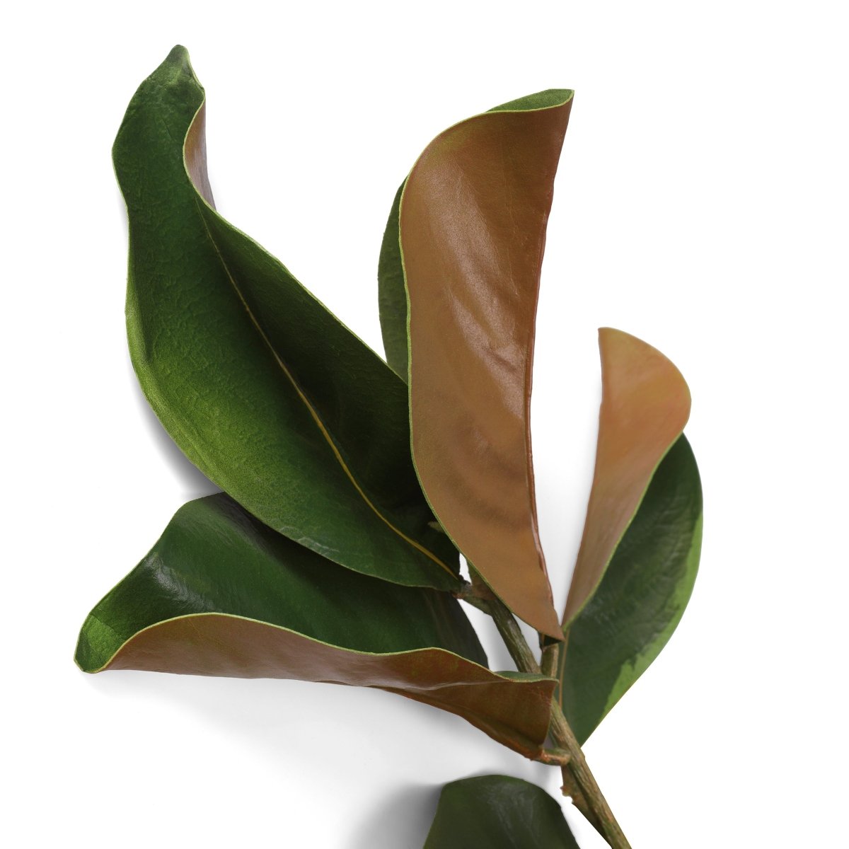 Eichholtz Kunstbündel Magnolia Eichholtz 119289