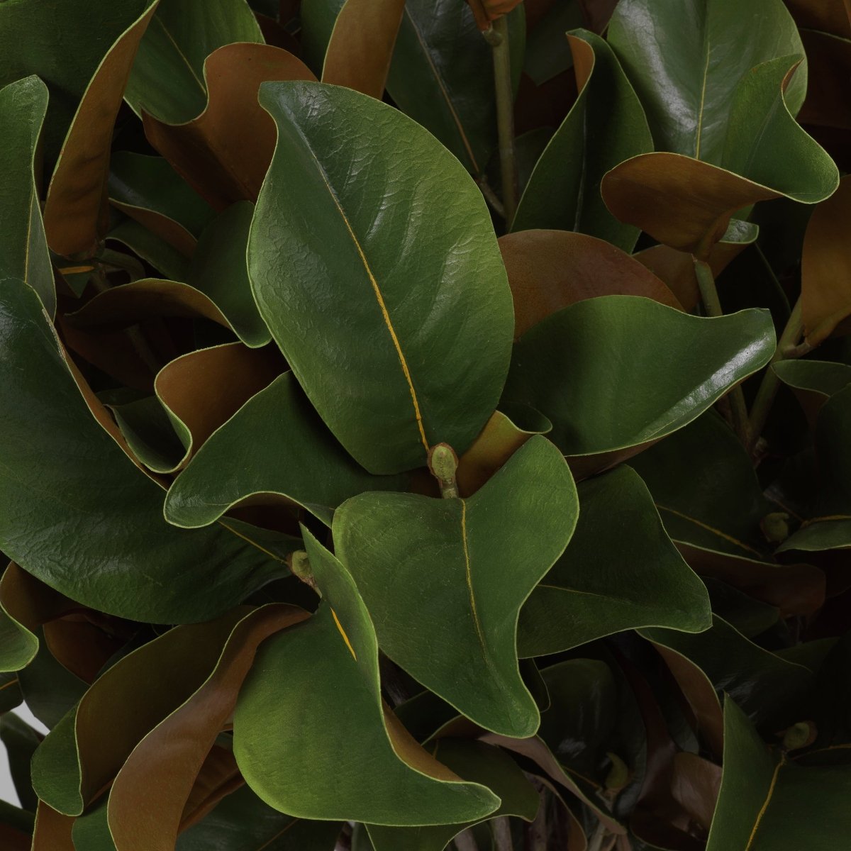 Eichholtz Kunstbündel Magnolia Eichholtz 119289