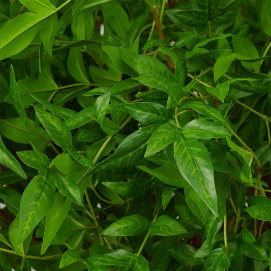 Eichholtz Kunstbündel Tender Eichholtz 119288