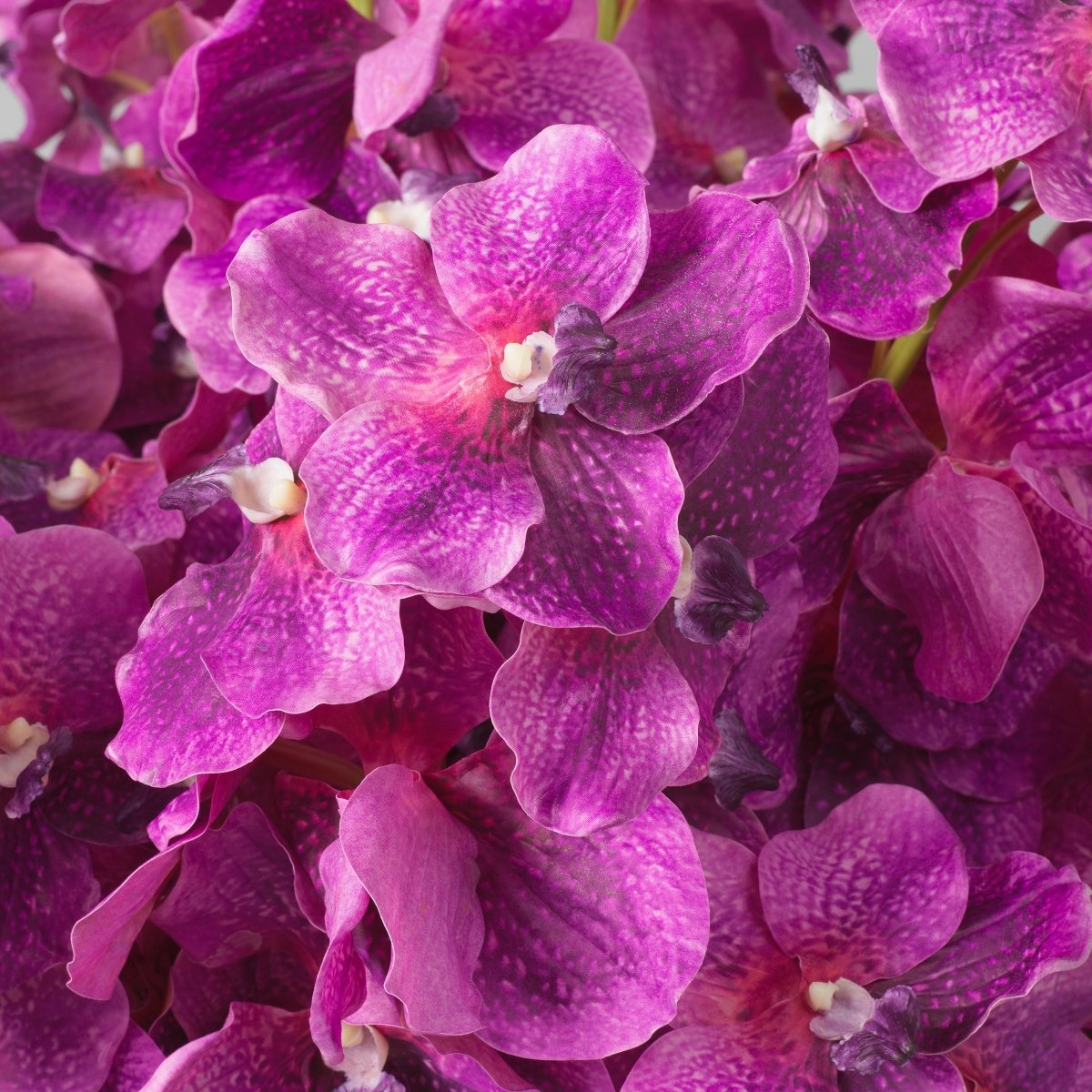 Eichholtz Kunststrauss Vanda Orchids Eichholtz 119285