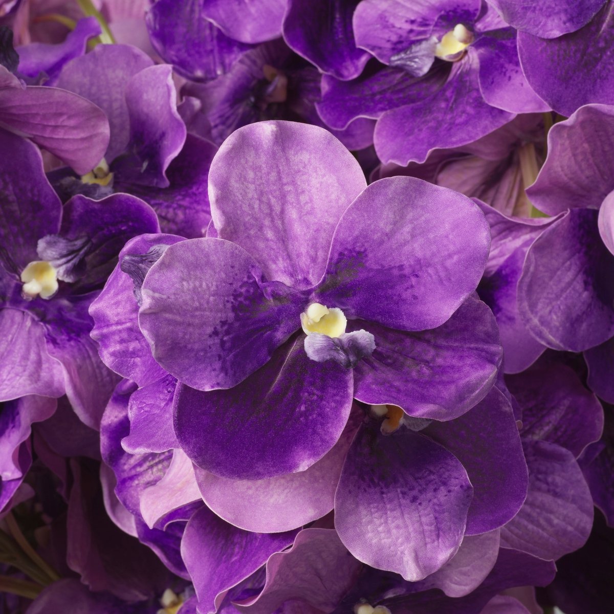 Eichholtz Kunststrauss Vanda Orchids Eichholtz 119286