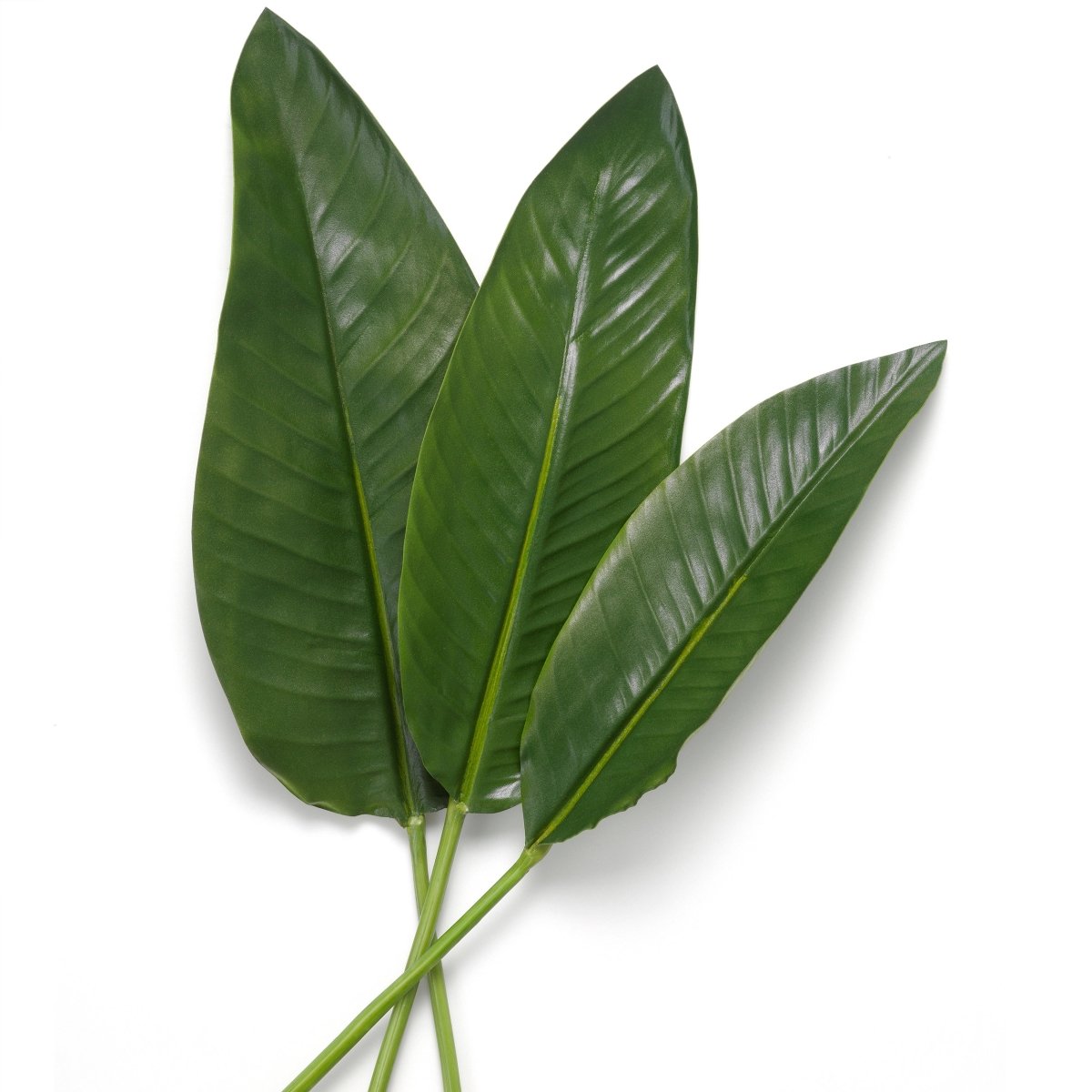 Eichholtz Kunstbündel Strelitzia Eichholtz 119287