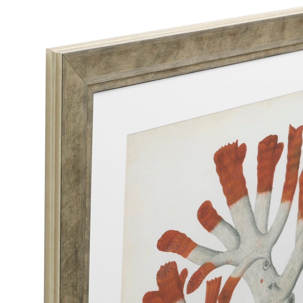 Eichholtz Kunstdrucke Antique red corals Eichholtz 111741