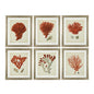 Eichholtz Kunstdrucke Antique red corals Eichholtz 111741